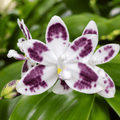 Phalaenopsis speciosa 'YL136'