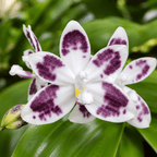 Phalaenopsis speciosa 'YL136'