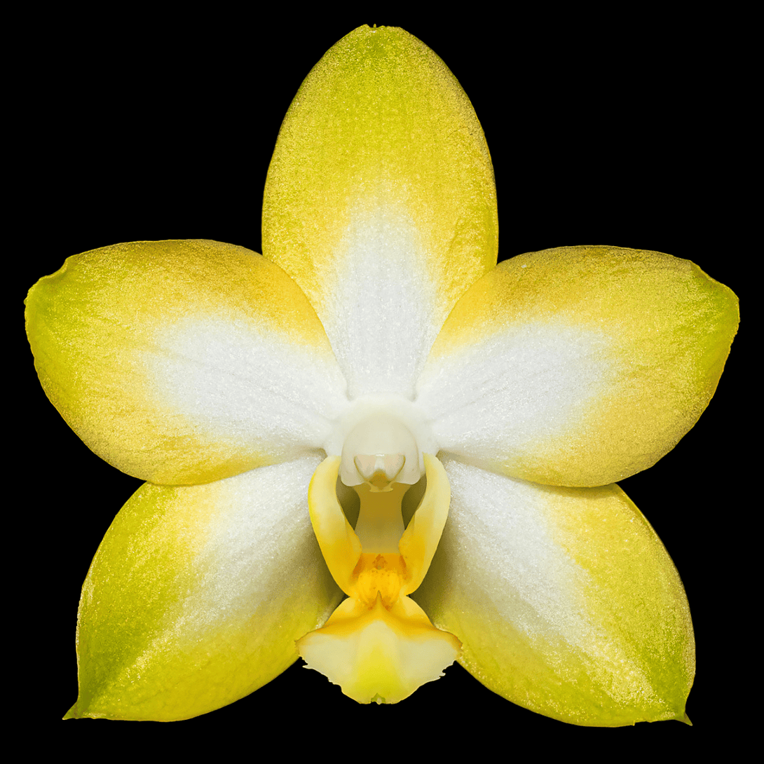 Phalaenopsis Yuan Shan Sweet Girl