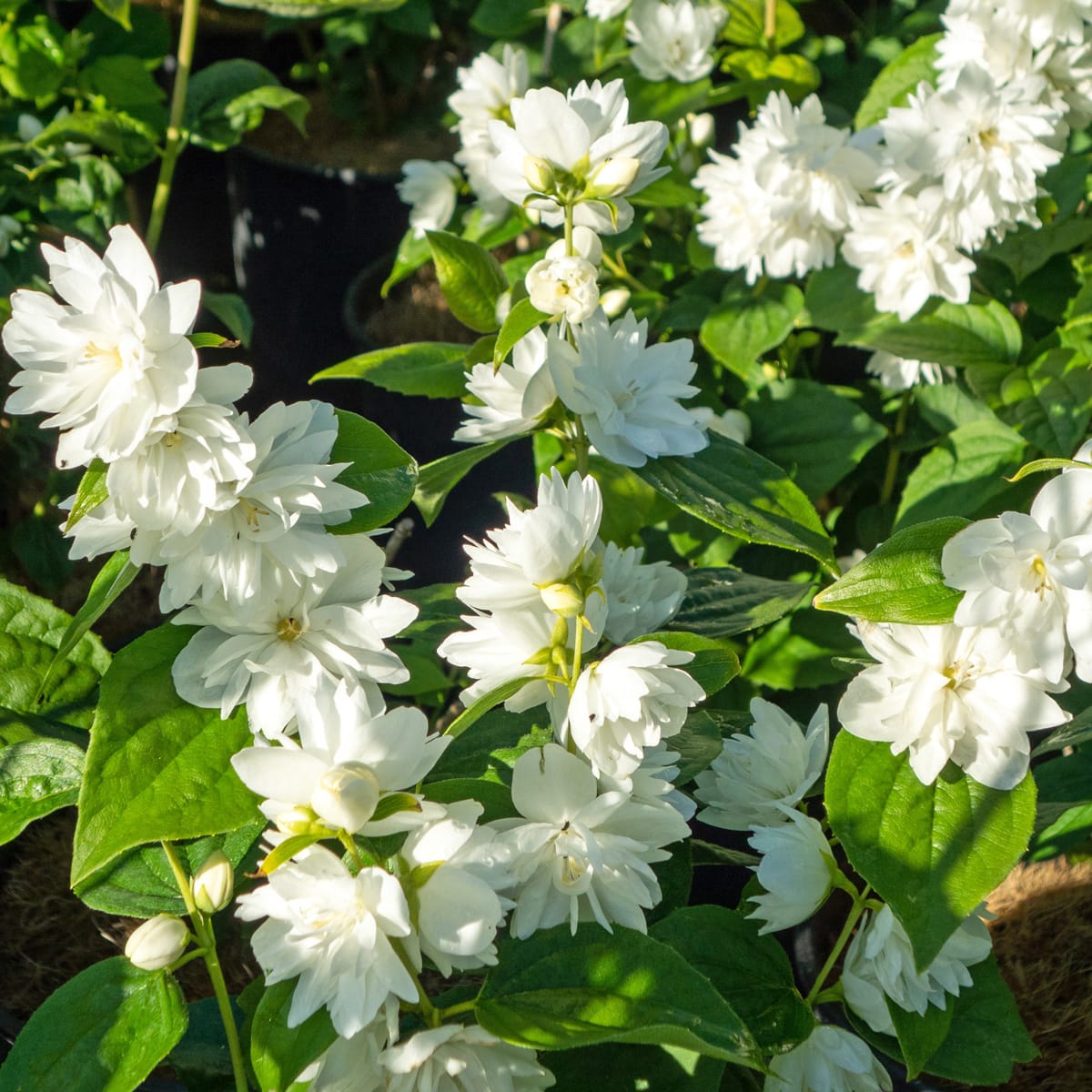 Philadelphus 'Minnesota Snowflake' (Mock Orange)