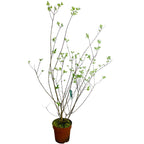 Philadelphus 'Virginal' (Mock Orange)