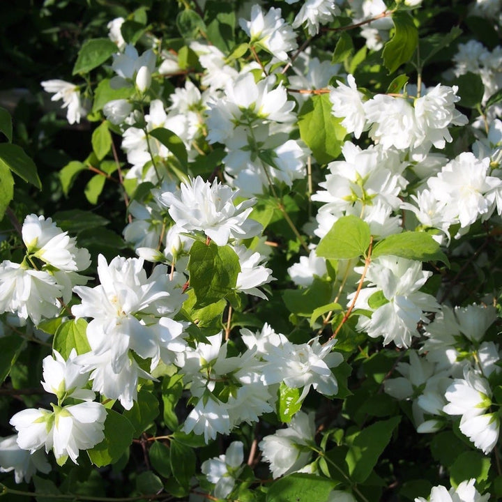 Philadelphus 'Minnesota Snowflake' (Mock Orange)