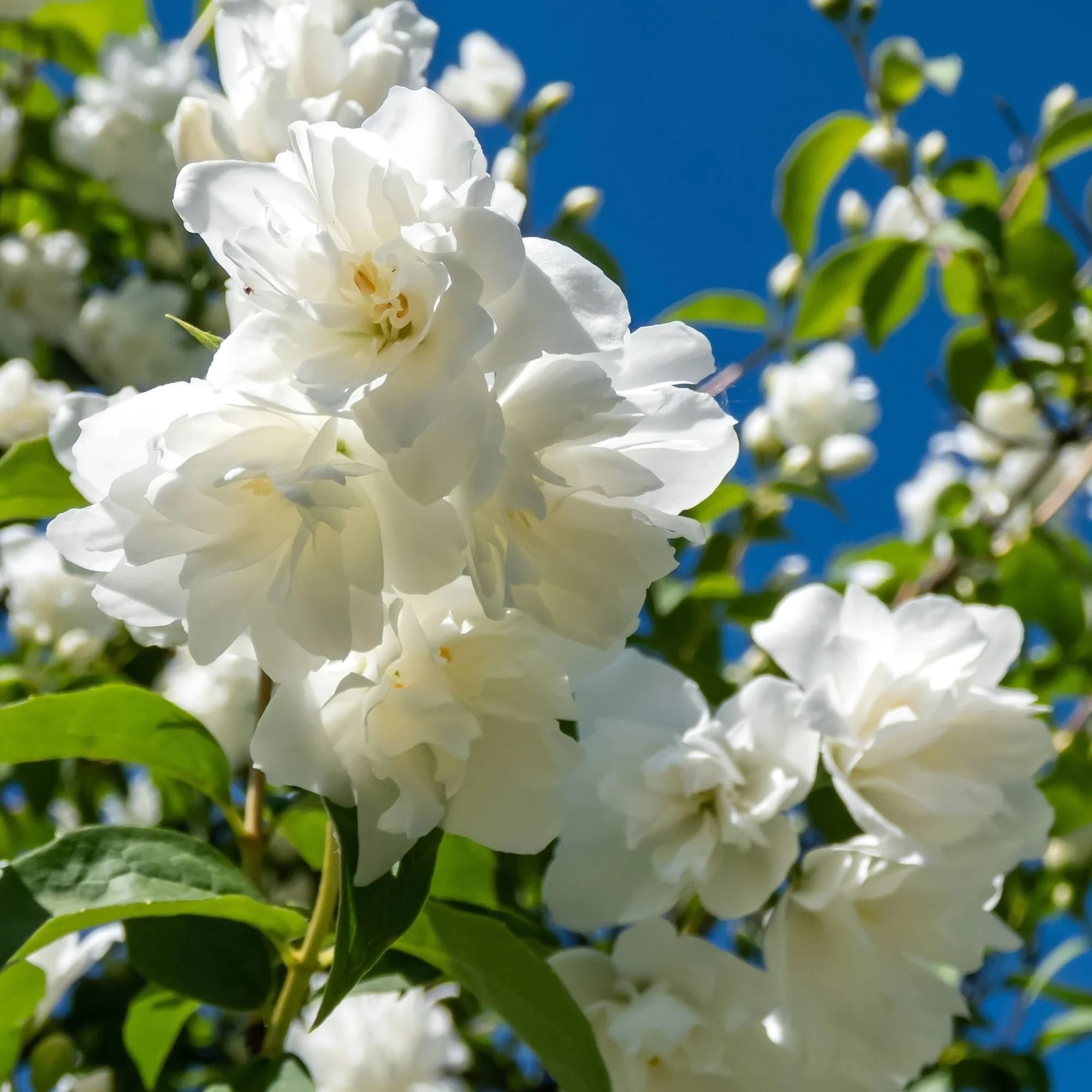 Jasmine - Jasmin – Secret Garden Plant Shop Jasmine - Jasmin – Secret Garden Plant Shop