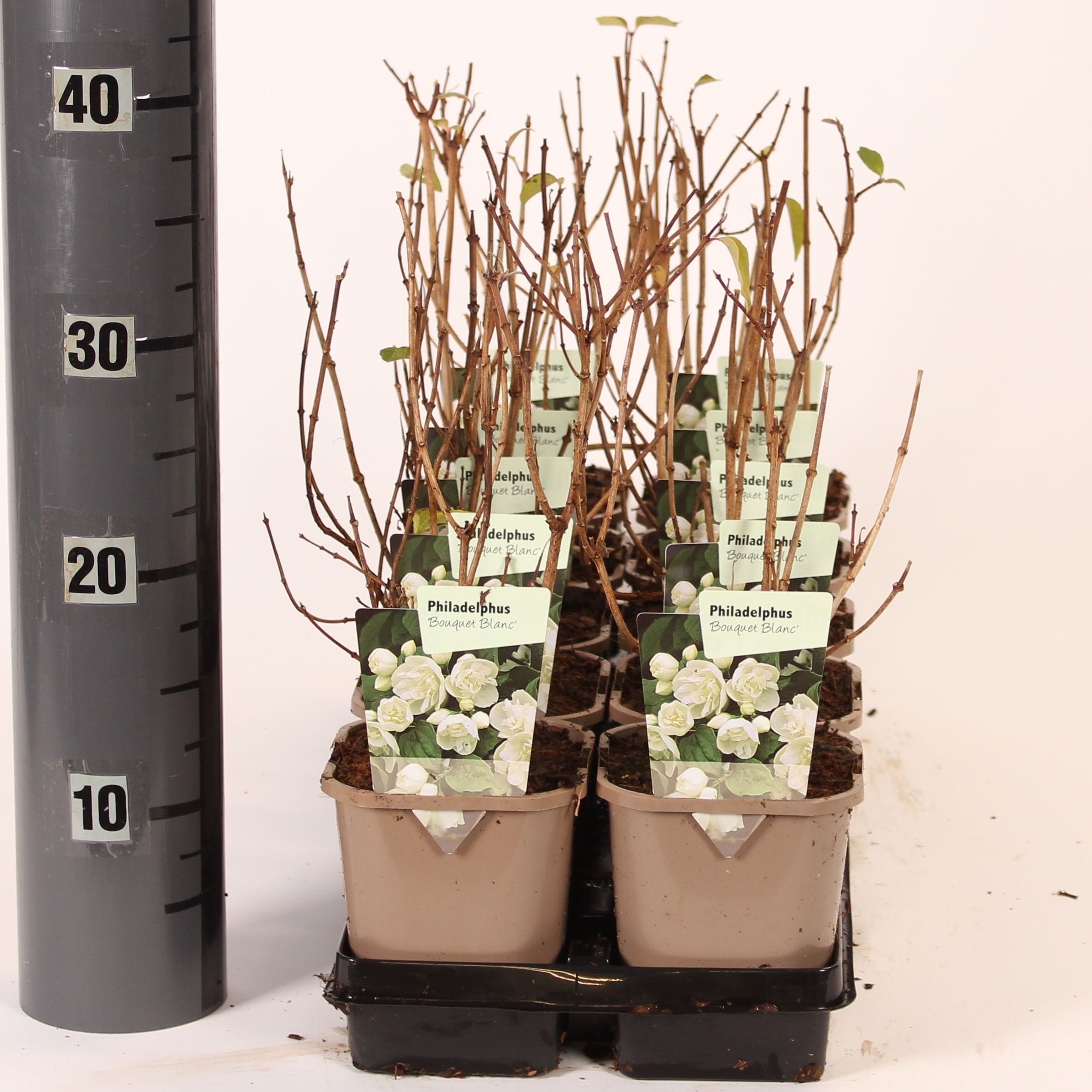 Philadelphus 'Bouquet Blanc'