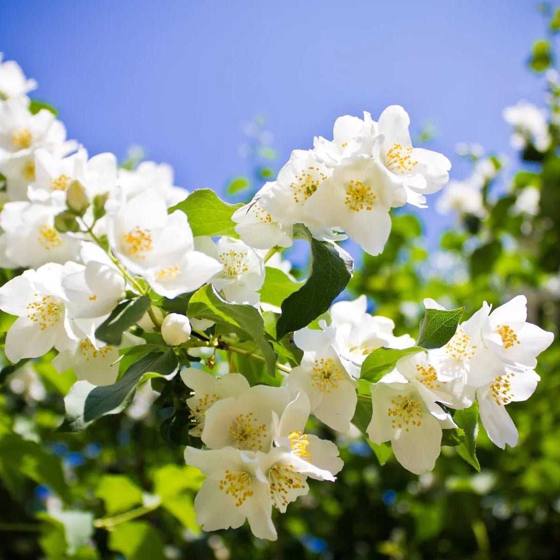 Philadelphus 'Lemoinei