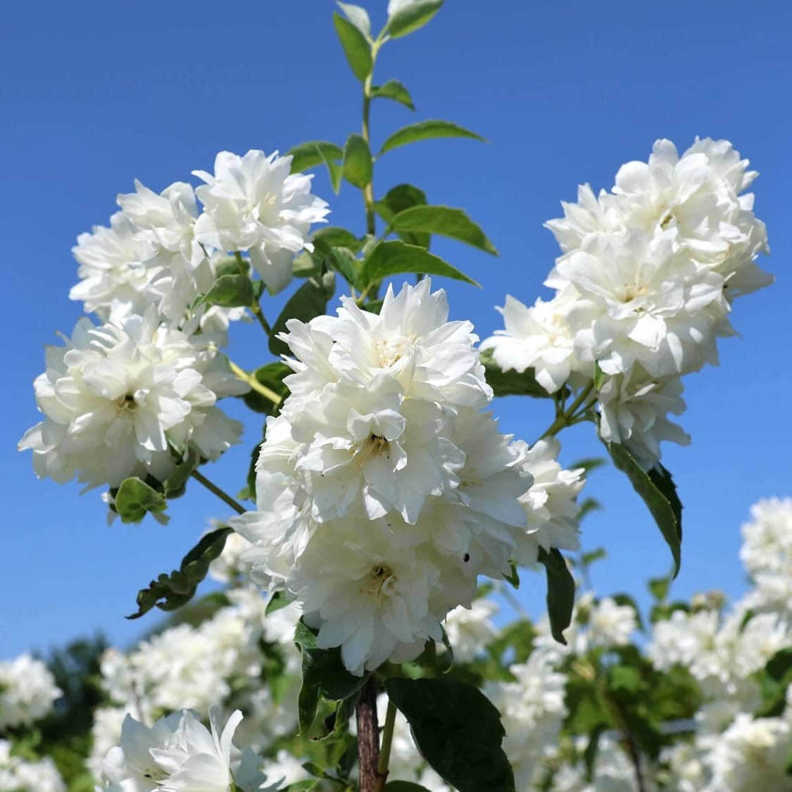 Philadelphus 'Schneesturm'