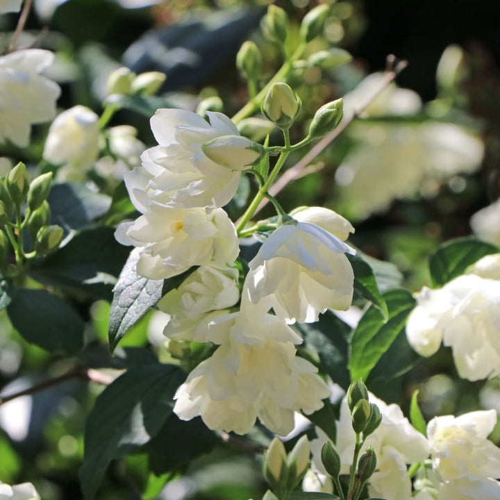 Philadelphus 'Snowbelle' - Mock Orange, iasomie dubla (flori parfumate)