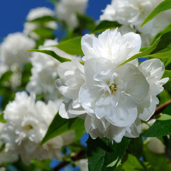 Philadelphus 'Snowbelle' - Mock Orange, iasomie dubla (flori parfumate)