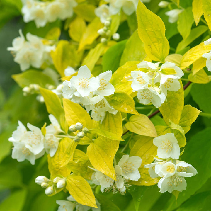 Philadelphus coronarius 'Aureus' (Mock Orange)