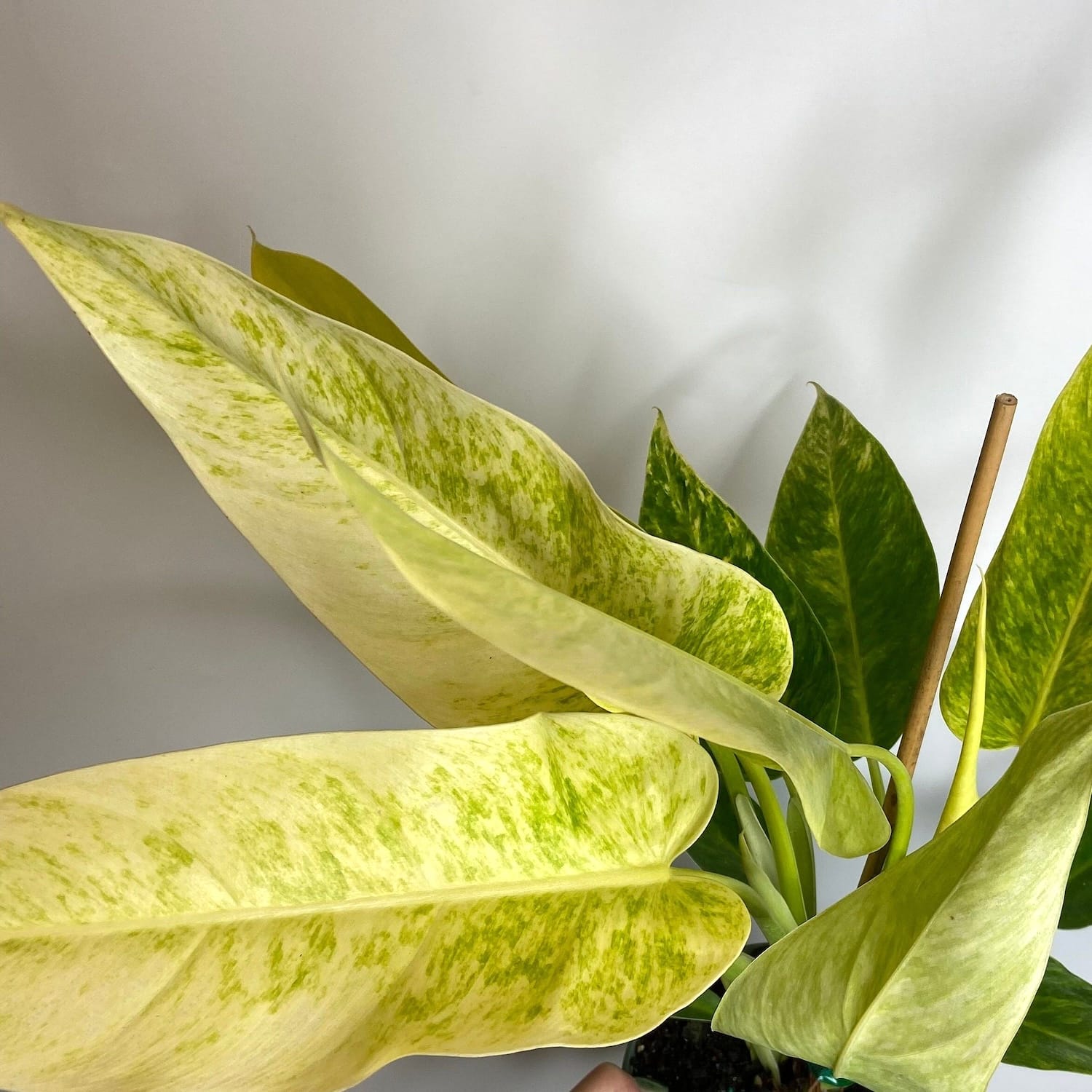 philodendron calkin's gold Philodendron 'Calkins Gold' (Goldiana, Golden Spear) – Secret Garden Plant Shop