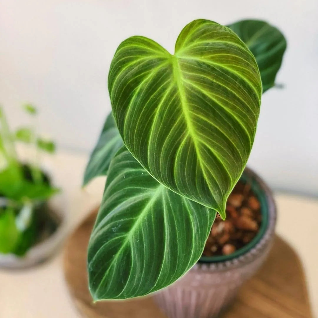 Philodendron rubrijuvenile 'El Choco Red'