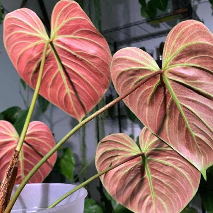 Philodendron rubrijuvenile 'El Choco Red'