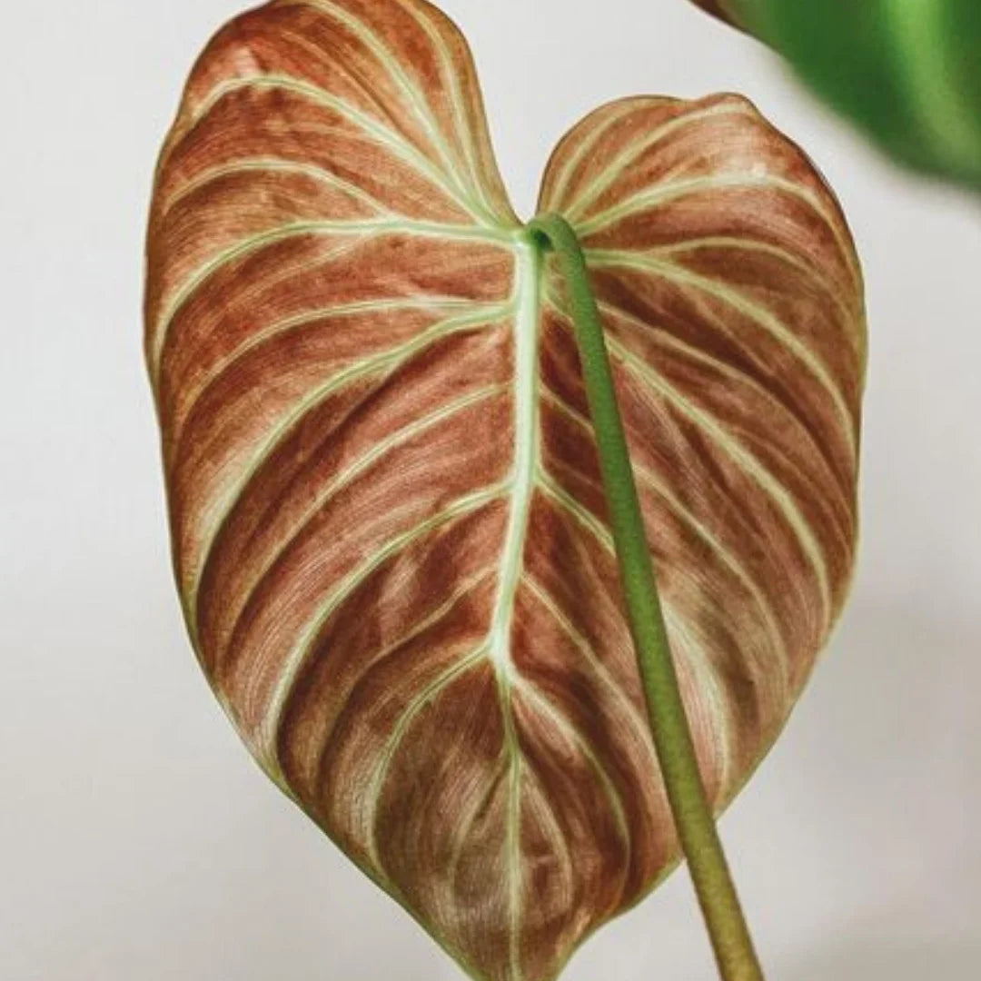 Philodendron rubrijuvenile 'El Choco Red'