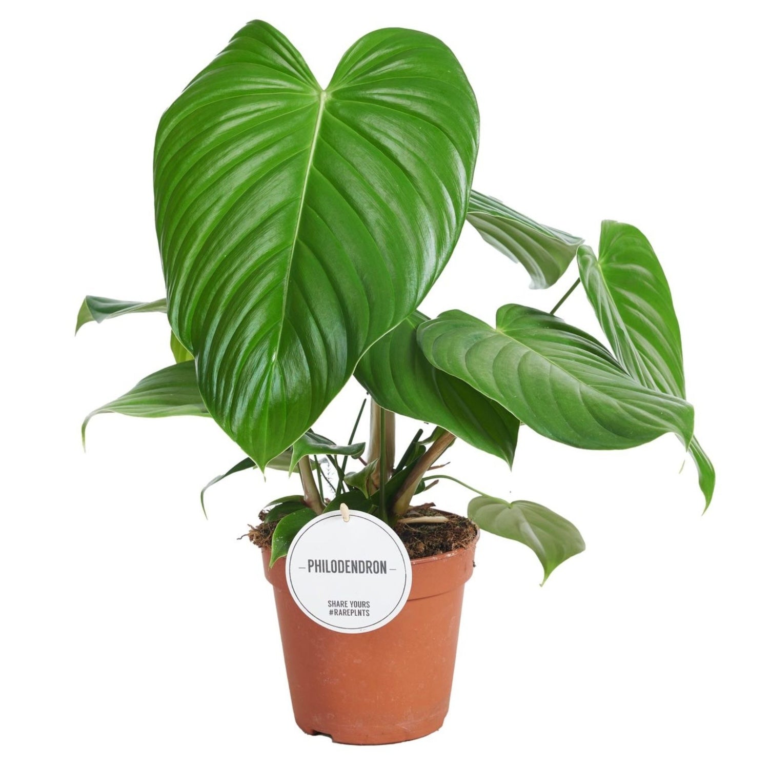 Philodendron grandipes – Secret Garden Plant Shop
