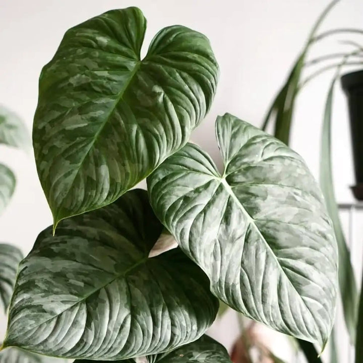 Philodendron Majestic