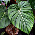 Philodendron McDowell – ibrido raro con fogliame impressionante