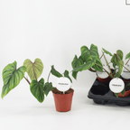 Philodendron Plowmanii