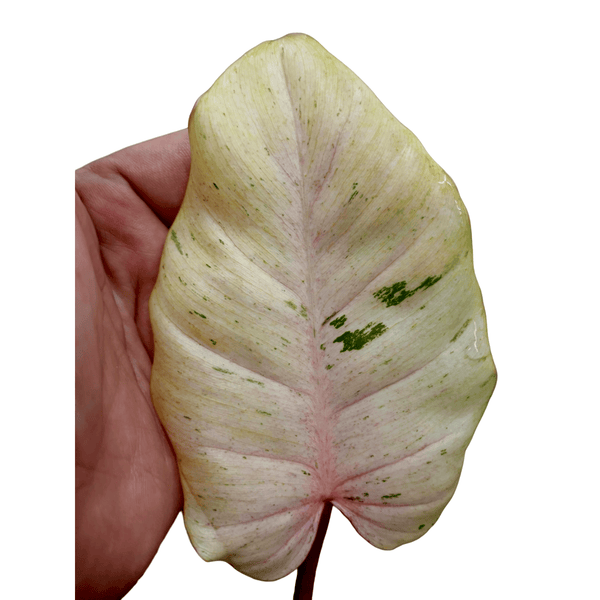 Philodendron 'Snowdrift'