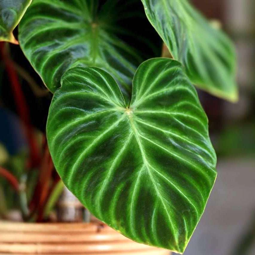 Philodendron Splendid (Verrucosum X Melanochrysum) - frumusete tropicala cu frunze catifelate