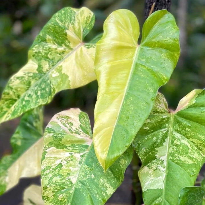 Philodendron domesticum 'Variegata'