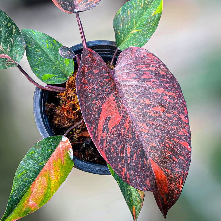 Philodendron Orange Princess (sp. 'Sunspot')