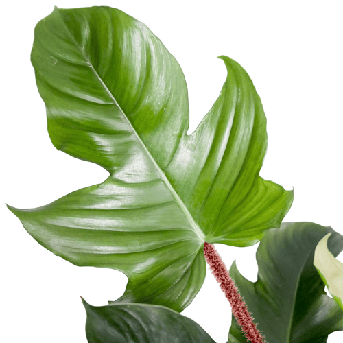 Philodendron squamiferum – Secret Garden Plant Shop