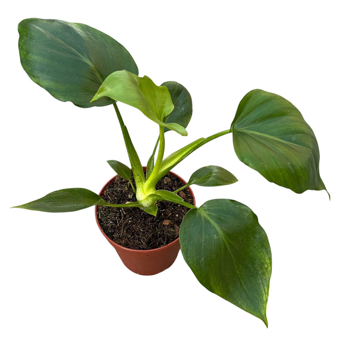 Philodendron warscewiczii (Green)