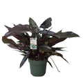 Philodendron 'Lisa' - exemplare XXL