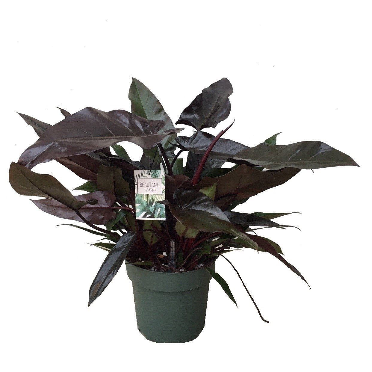 Philodendron 'Lisa' - exemplare XXL