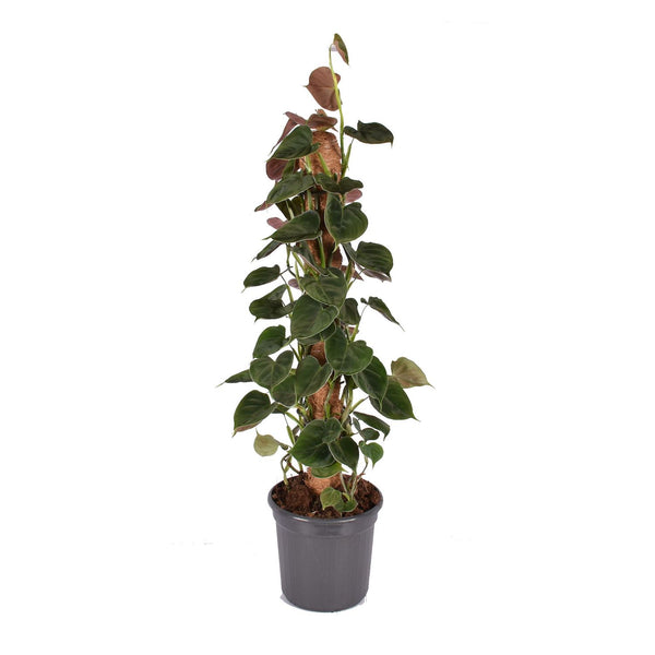 Philodendron lupinum - 5-7 plants/pot