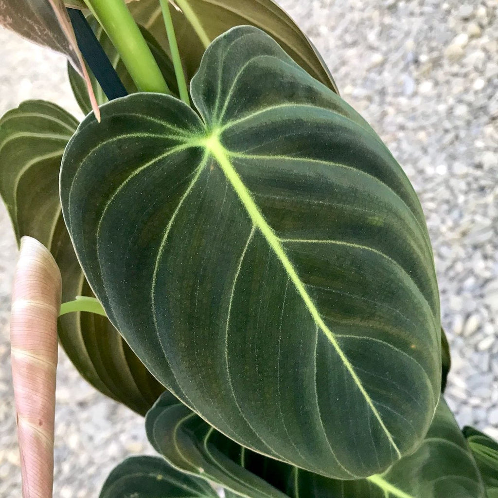 Philodendron melanochrysum (Philodendron Or Noir) - Taïwan