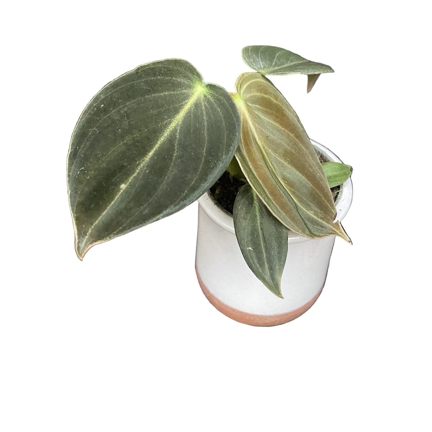 Philodendron Melanochrysum (Black Gold Philodendron) *babyplant