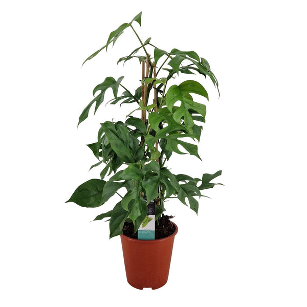 Monstera Minima (Rhaphidophora tetrasperma) D19 - 2 plante/ghiveci