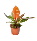 Philodendron Prinz von Orange