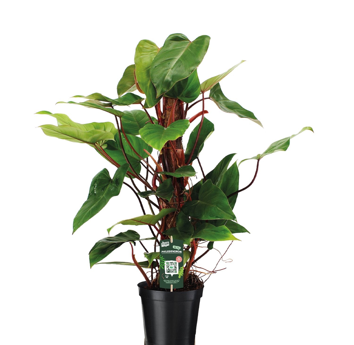 Philodendron Red Emerald (4 plants/pot) – Secret Garden Plant Shop