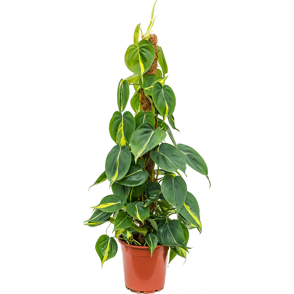 Philodendron scandens Brasil (+5 plants/pot)