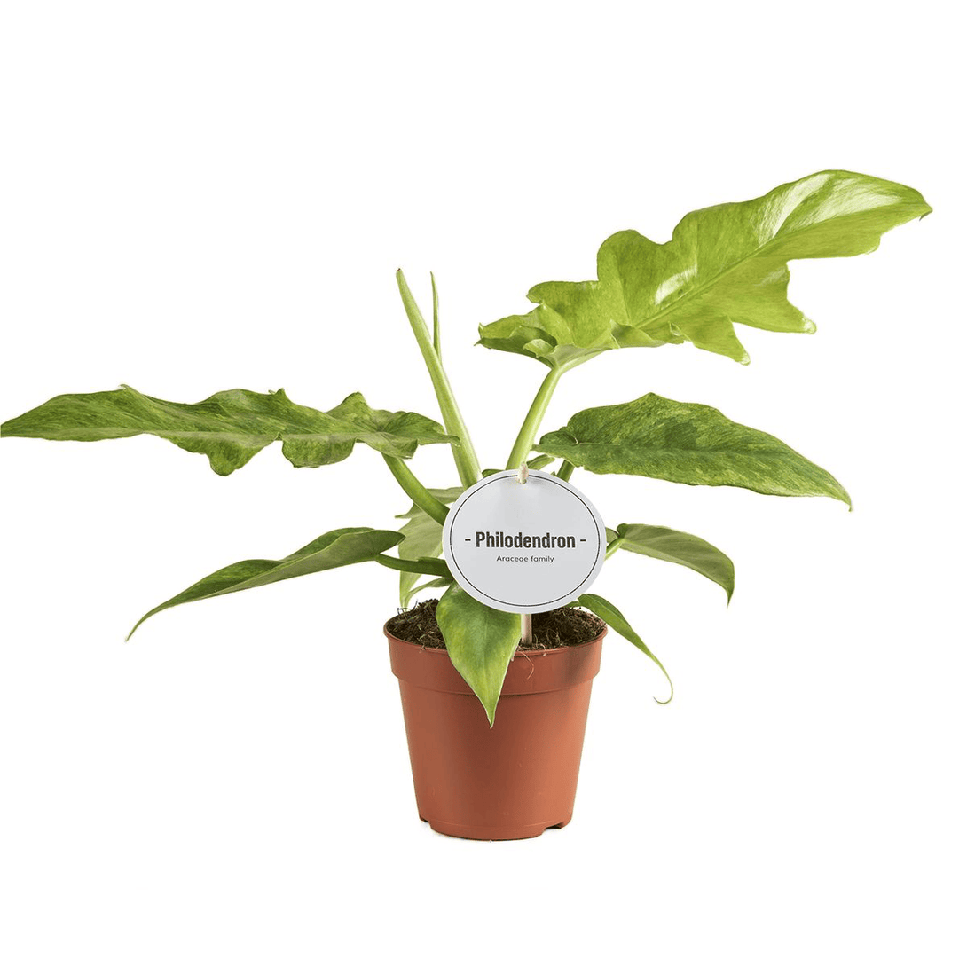 Philodendron 'Bob Cee Variegata'