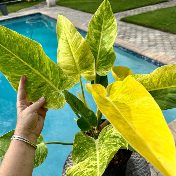 Philodendron 'Calkins Gold'