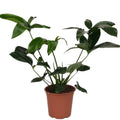Philodendron goeldii 'Fun Bun' (Thaumatophyllum spruceanum) D19 2db