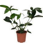 Philodendron goeldii 'Fun Bun' (Thaumatophyllum spruceanum) D19 2db