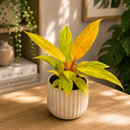 Philodendron ‘Orange Marmalade’