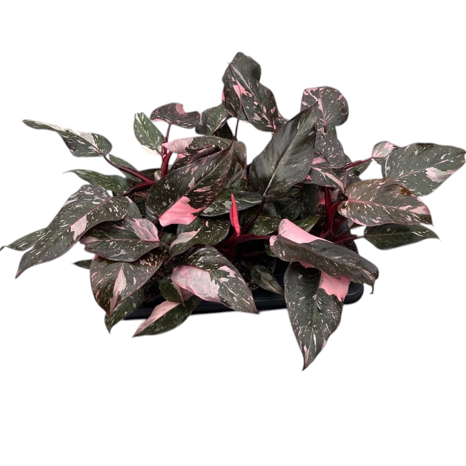 Philodendron 'Pink Princess Marble' (strong variegation)