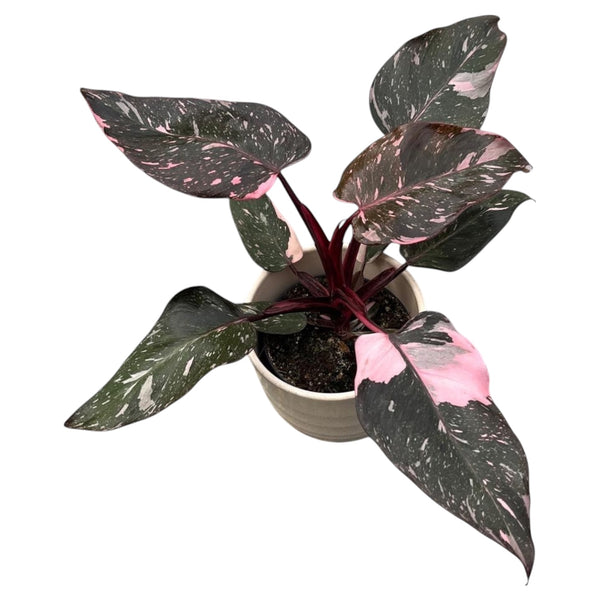 Philodendron 'Pink Princess Marble' (strong variegation)