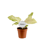 Philodendron 'Snowdrift'