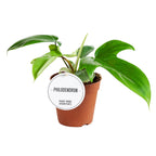 Philodendron squamiferum