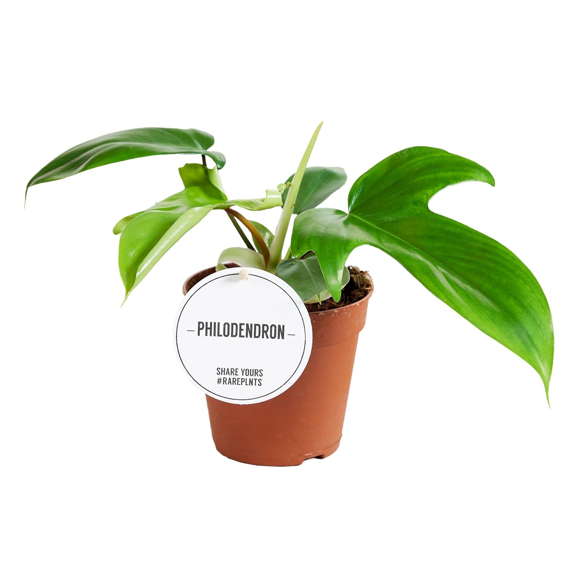 Philodendron squamiferum