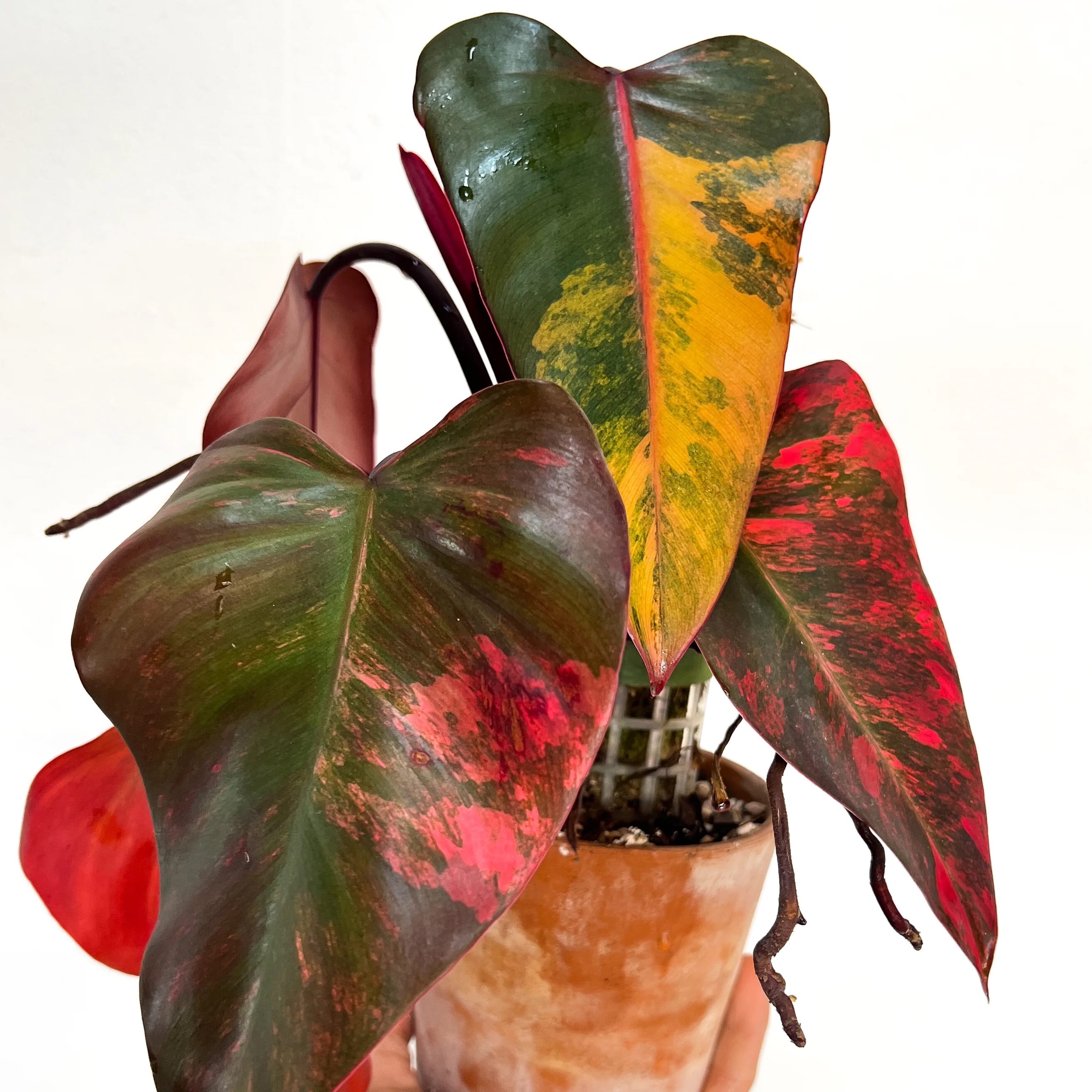 Philodendron Strawberry Shake Secret Garden Plant Shop philodendron-strawberry-shake-secret-garden-plant-shop