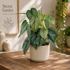 Philodendron brandtianum