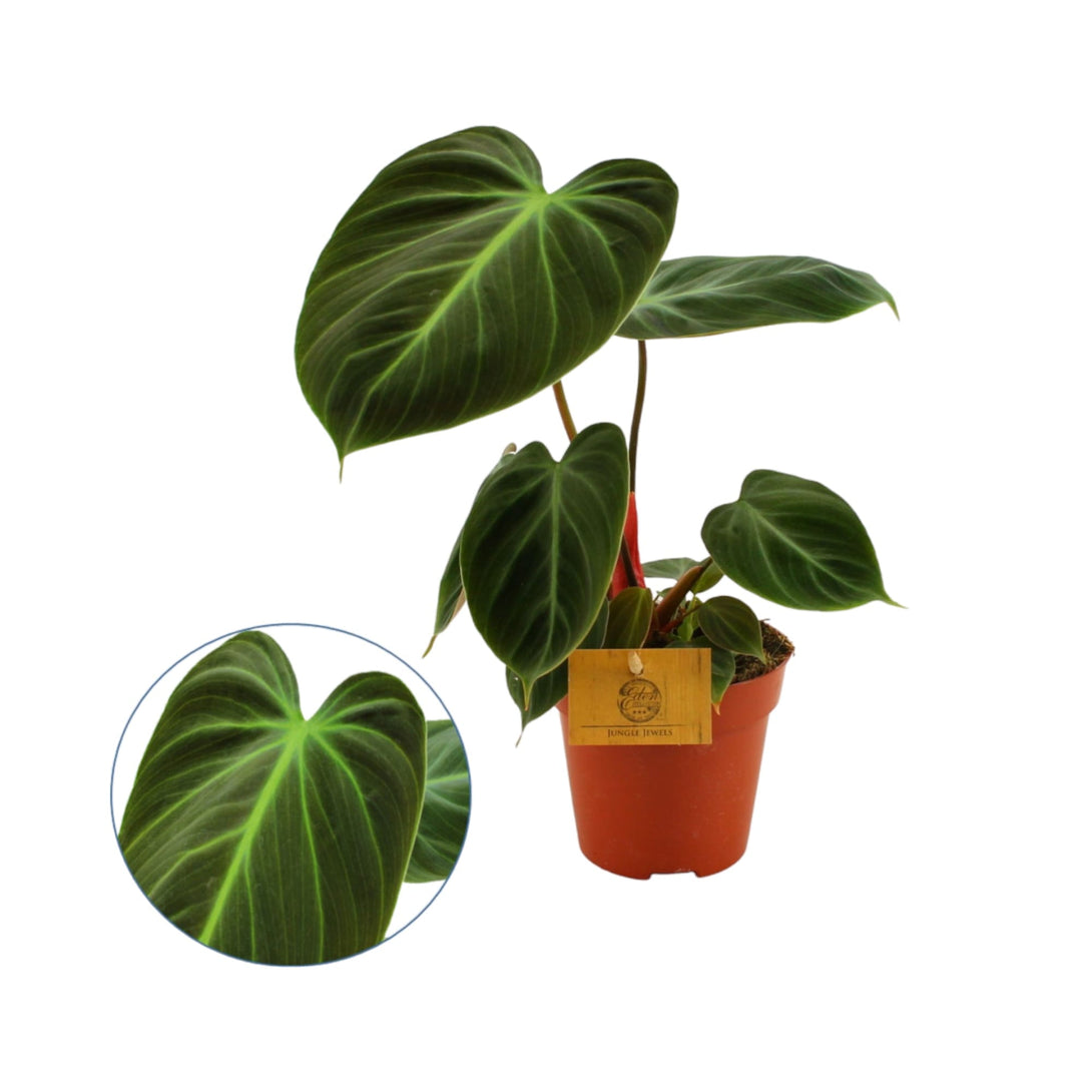 Philodendron rubrijuvenile 'El Choco Red'