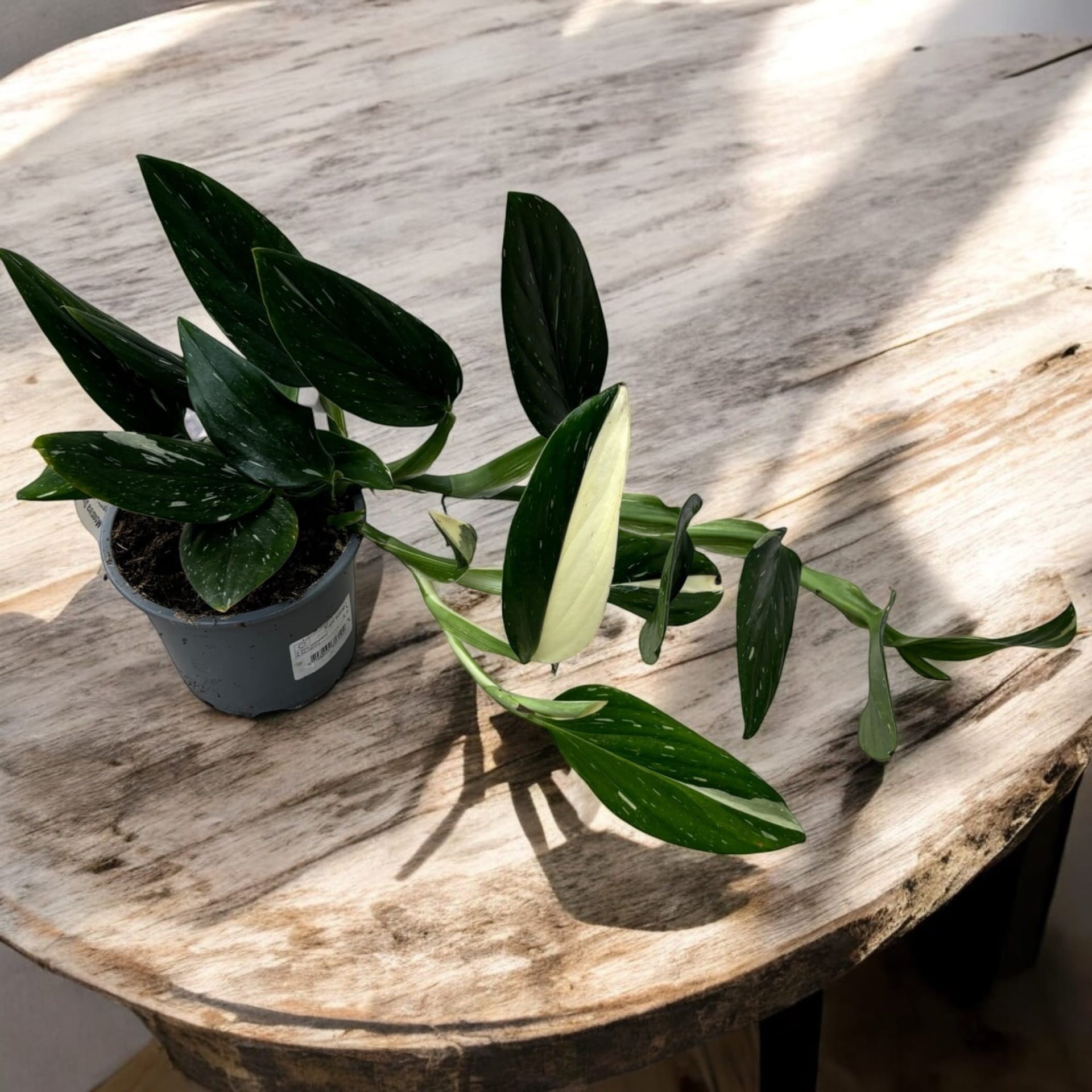 Monstera standleyana 'Albo Variegata' (Philodendron Cobra) – Secret Garden  Plant Shop